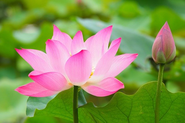 La fleur de lotus, un merveilleux symbole spirituel